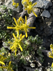 Draba stenopetala