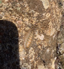 Chitonoidea