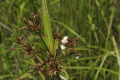 Rhynchospora corniculata