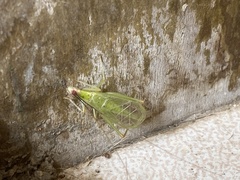 Oecanthus varicornis