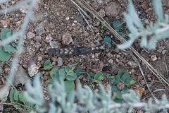 Litaneutria skinneri