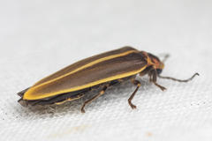 Photinus obscurellus