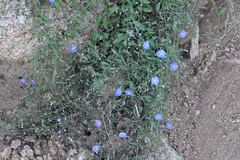 Evolvulus arizonicus