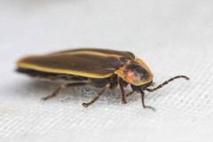 Photinus obscurellus