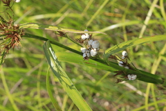 Rhynchospora corniculata