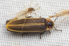 Photinus obscurellus