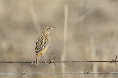 Cisticola textrix major
