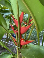 Heliconia stricta