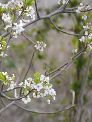 Prunus rivularis