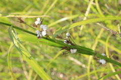 Rhynchospora corniculata