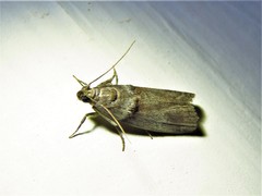 Acrobasis texana