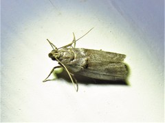 Acrobasis texana
