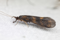 Mystacides interjectus