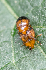 Nisotra bicolorata