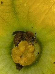 Xenoglossa fulva
