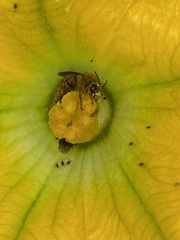 Xenoglossa fulva