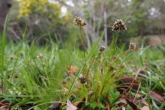 Luzula capitata