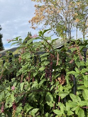 Phytolacca americana
