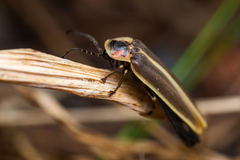 Photinus obscurellus