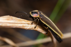 Photinus obscurellus