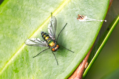 Chrysosoma leucopogon