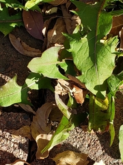 Taraxacum officinale