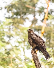 Milvus migrans
