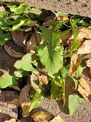 Taraxacum officinale