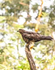 Milvus migrans
