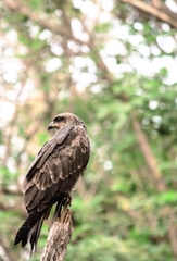 Milvus migrans