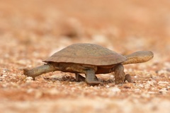 Chelodina steindachneri