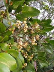 Polyscias bellendenkeriensis