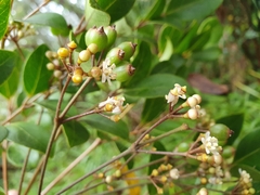 Polyscias bellendenkeriensis