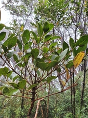 Polyscias bellendenkeriensis