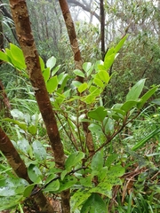 Polyscias bellendenkeriensis