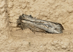 Persectania ewingii