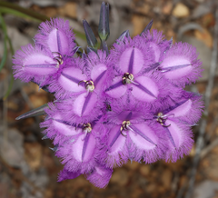 Thysanotus multiflorus
