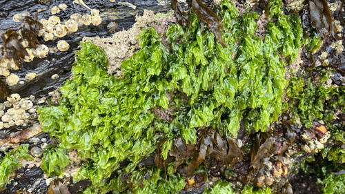 photo of Sea Lettuces (Ulvaceae)
