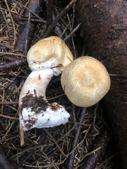 Agaricus smithianus