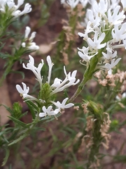 Dischisma ciliatum ciliatum