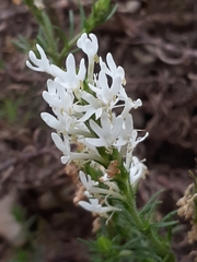 Dischisma ciliatum ciliatum