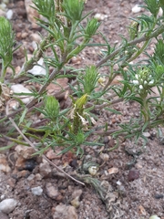 Dischisma ciliatum ciliatum