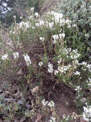 Dischisma ciliatum ciliatum