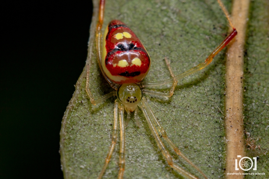 Spintharus