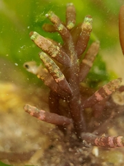 Gastroclonium parvum