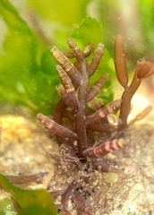 Gastroclonium parvum