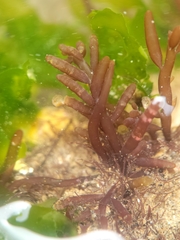 Gastroclonium parvum