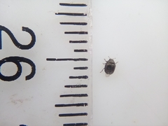 Ditropidus compactus