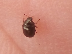 Ditropidus compactus