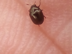 Ditropidus compactus